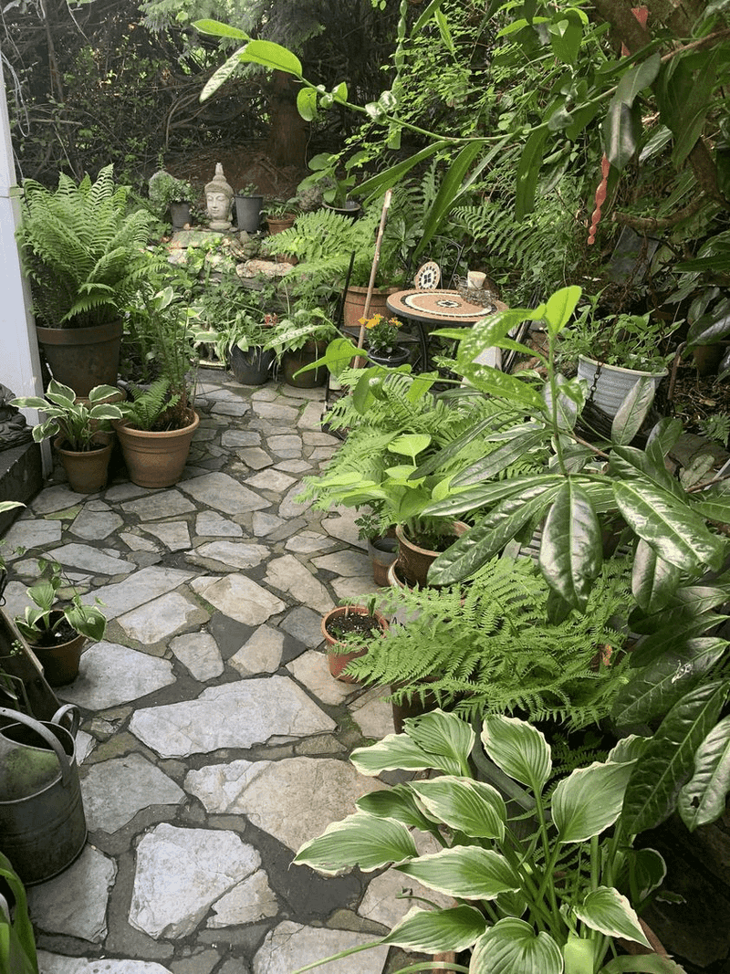 Hostas And Ferns 