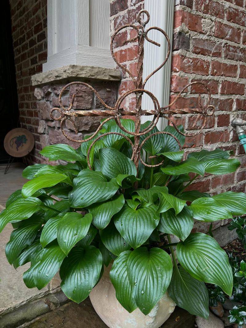 Hostas Bring Bold Texture To Large Pots Hostas Bring Bold Texture To Large Pots