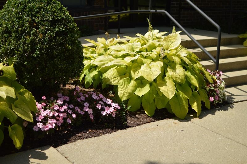 Hostas Bring Too Much Shade