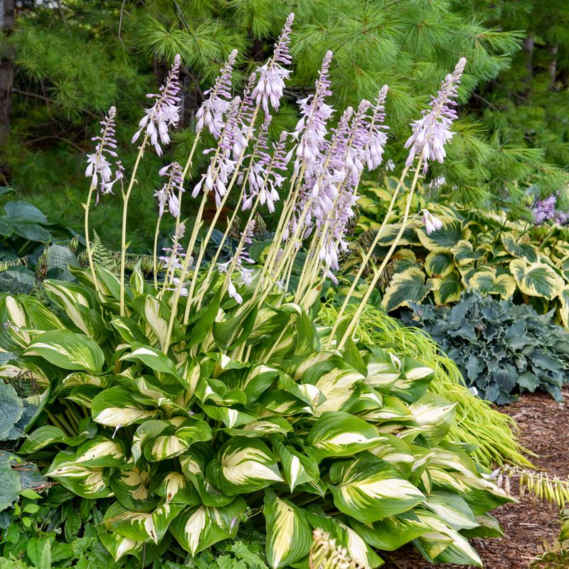 Hostas Hold Down The Shade Hostas Hold Down The Shade