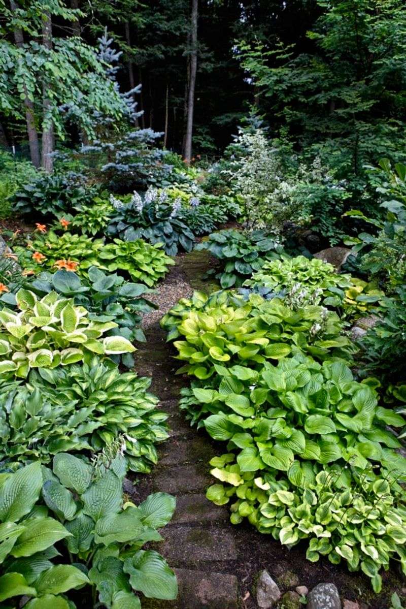 Hostas Turn Deep Shade Into Something Beautiful