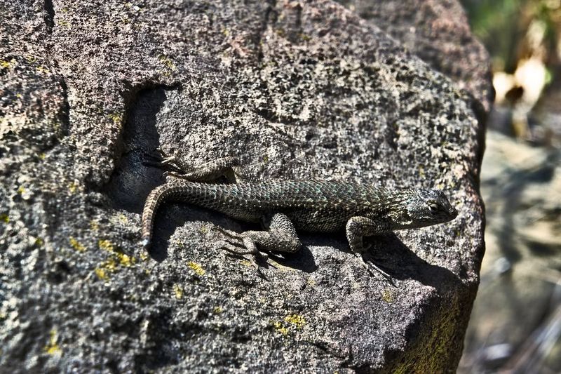 Hot Concrete Leaves Lizards Exposed
