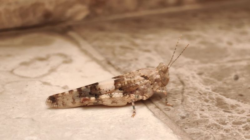 Hot, Dry Conditions Help Grasshopper Populations Grow Hot, Dry Conditions Help Grasshopper Populations Grow