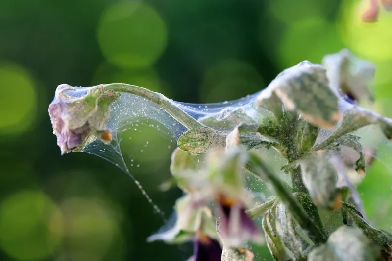 Hot, Dry Weather Is Helping Mite Populations Increase Hot, Dry Weather Is Helping Mite Populations Increase