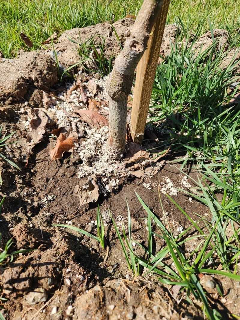 Hot Inland Yards Need Slower Watering Hot Inland Yards Need Slower Watering