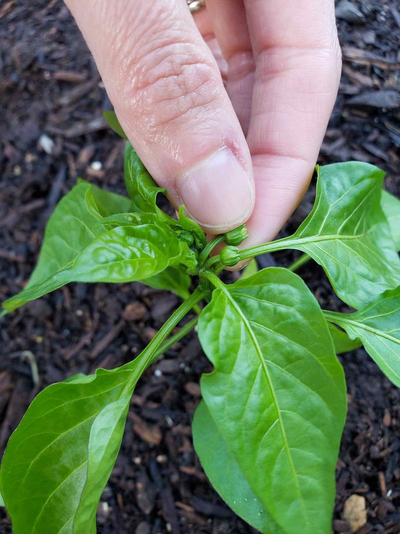 Hot Nights Are Preventing Flowers From Developing Normally