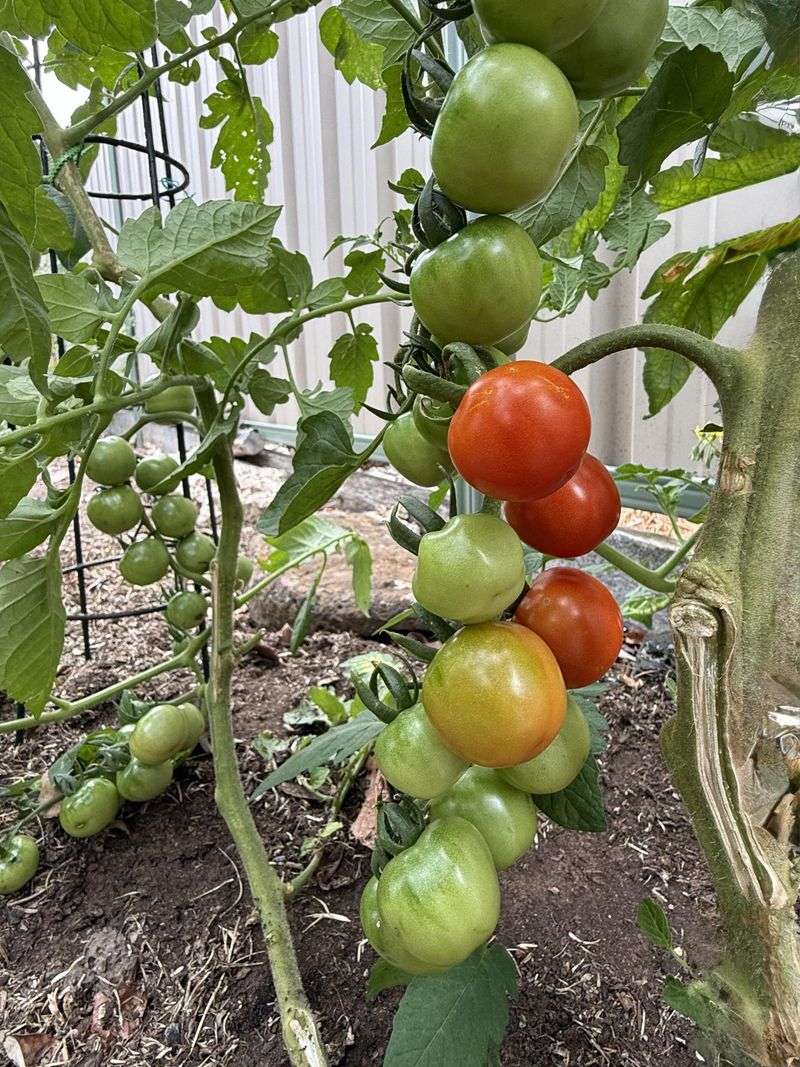 Hot Nights Keep Tomatoes From Resting