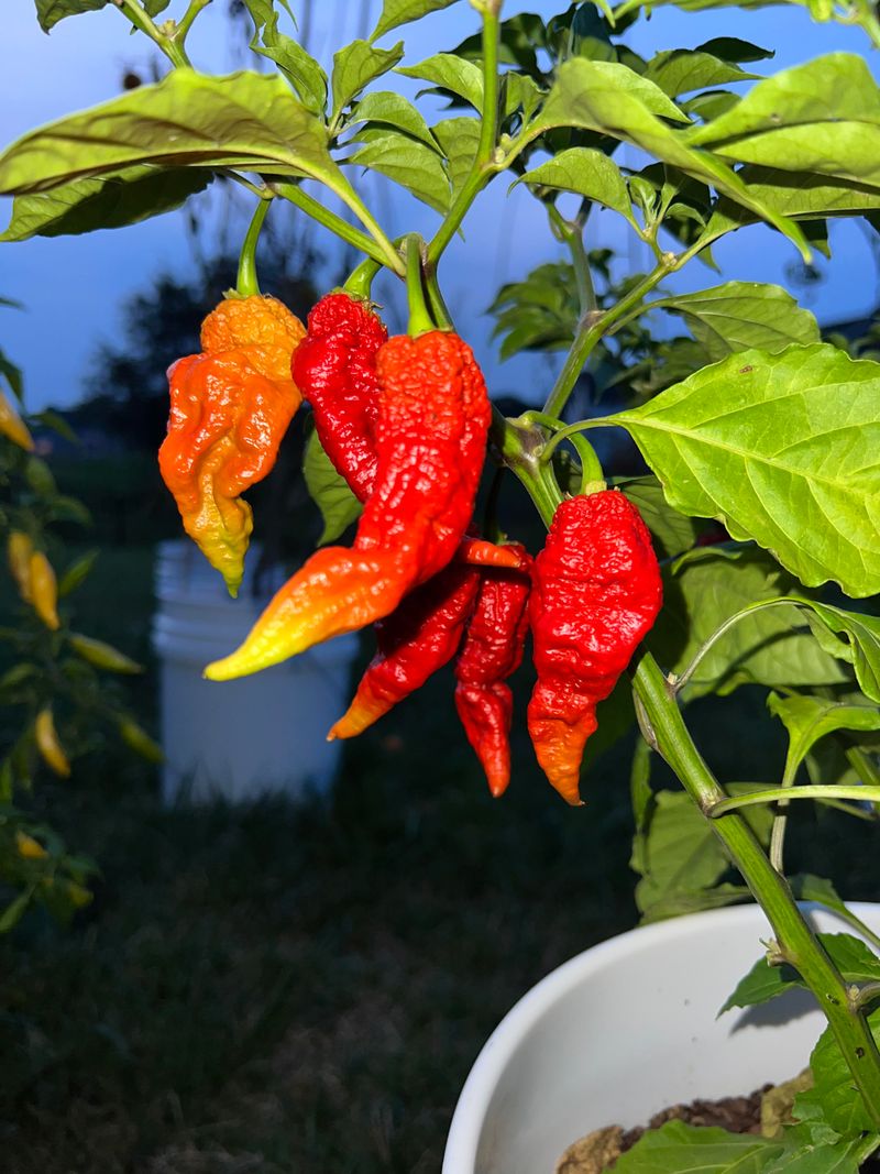 Hot Pepper Adds Bite Hot Pepper Adds Bite