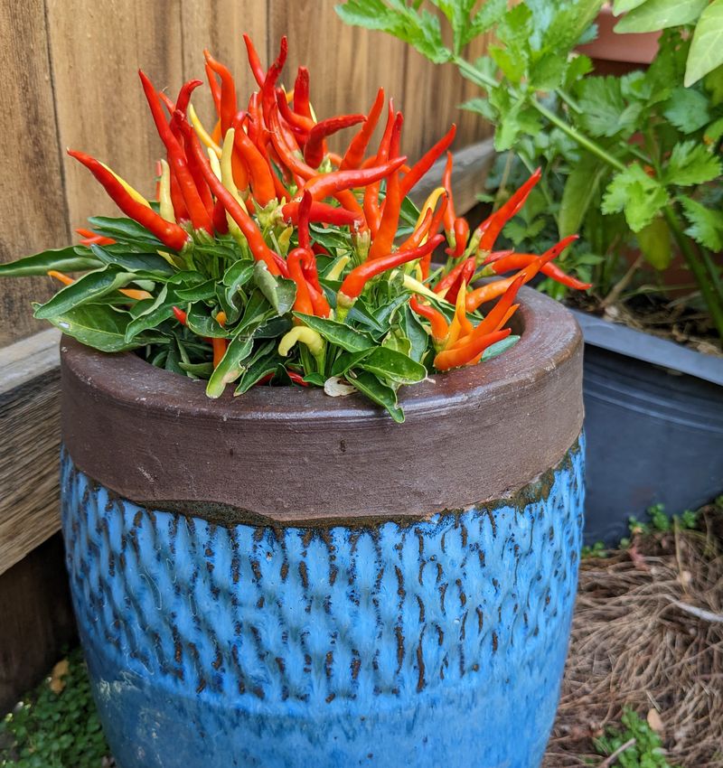 Hot Peppers Continue Setting Fruit In Extreme Heat Hot Peppers Continue Setting Fruit In Extreme Heat