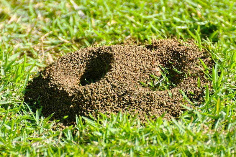 Hot-Water Treatments Fail Often Enough To Create New Mounds Hot-Water Treatments Fail Often Enough To Create New Mounds