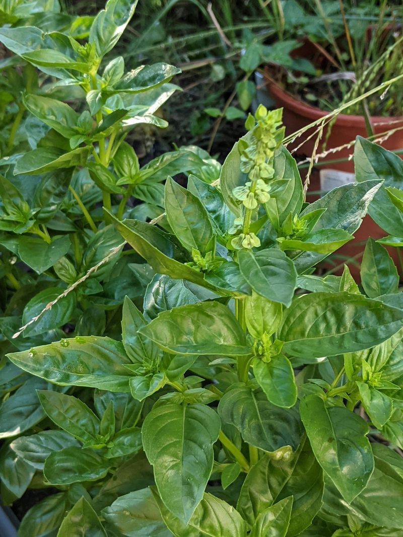 Hot Weather Triggers Early Flowering