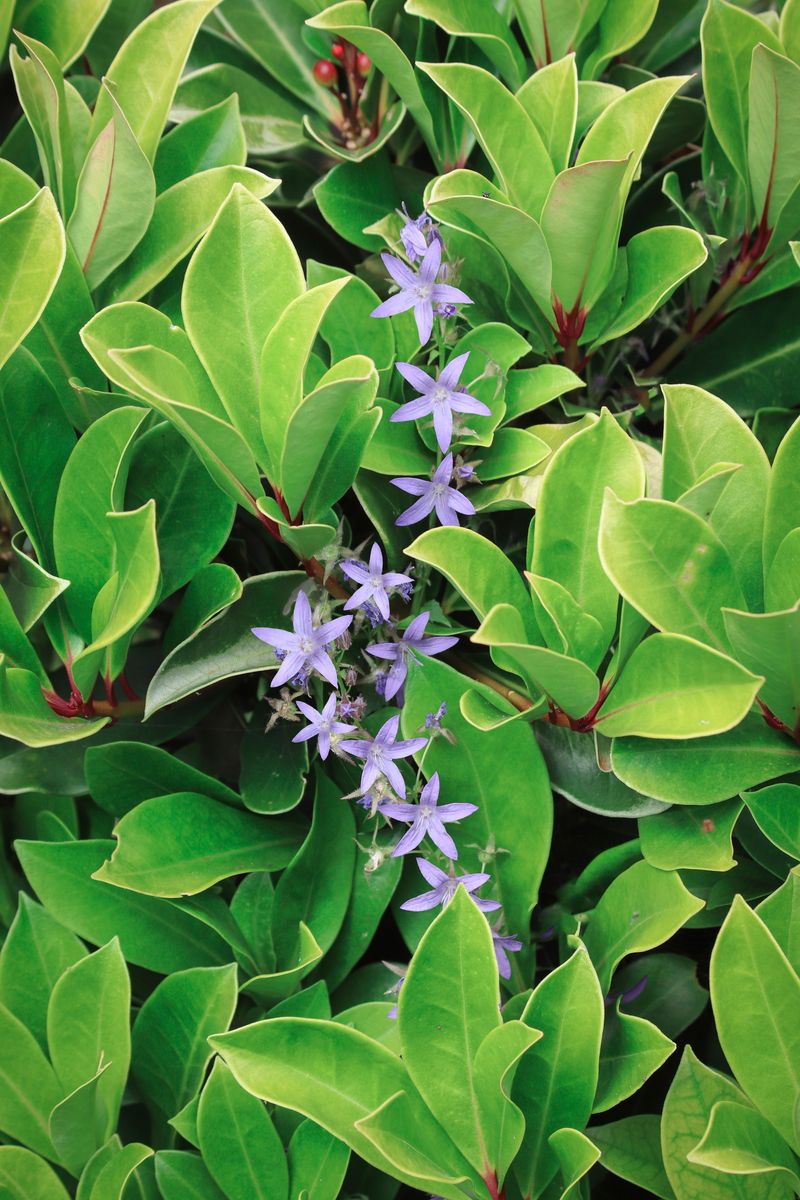 Houston Gardeners Rely On Buchanan's Native Plants