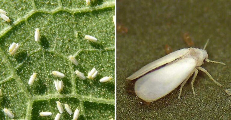 How Arizona Gardeners Can Get Ahead Of Whiteflies On Sweet Potato Vines