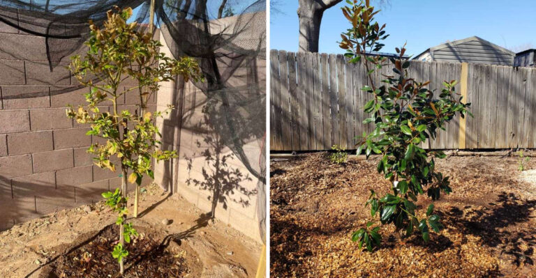 How Arizona Homeowners Can Protect Newly Planted Trees From Sunscald