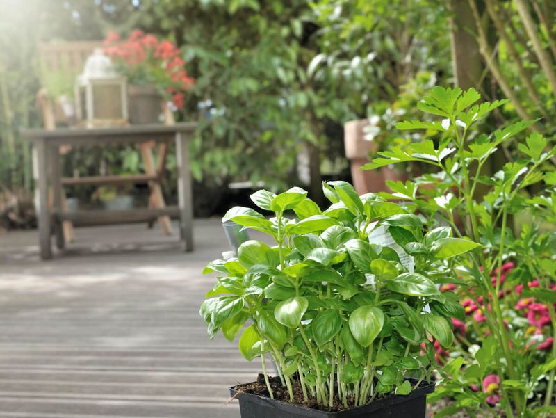 How Basil Helps Make Flies Less Welcome How Basil Helps Make Flies Less Welcome