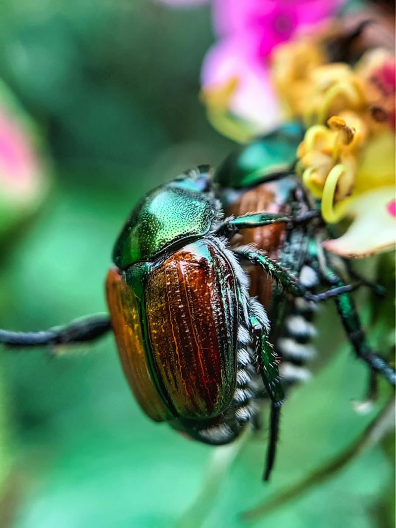 How Beetles Move From Flowers to Grass Roots