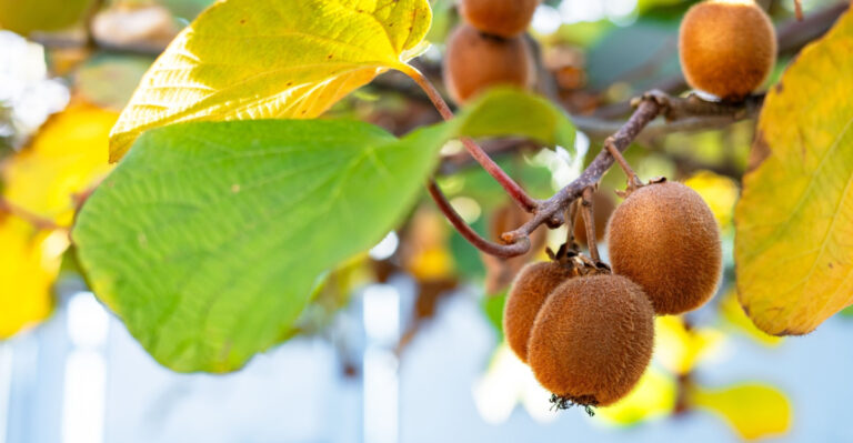 How California Gardeners Can Successfully Grow Kiwi Vines In Their Backyards