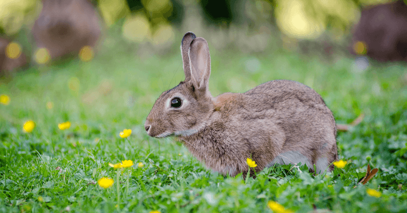 How Catmint Helps With Deer And Rabbits
