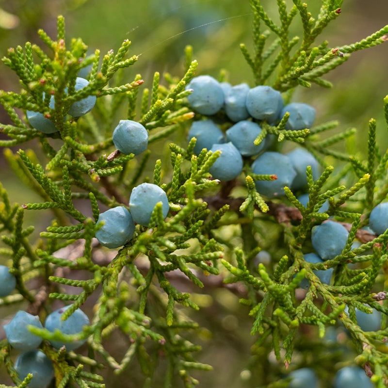 How Cedar May Help