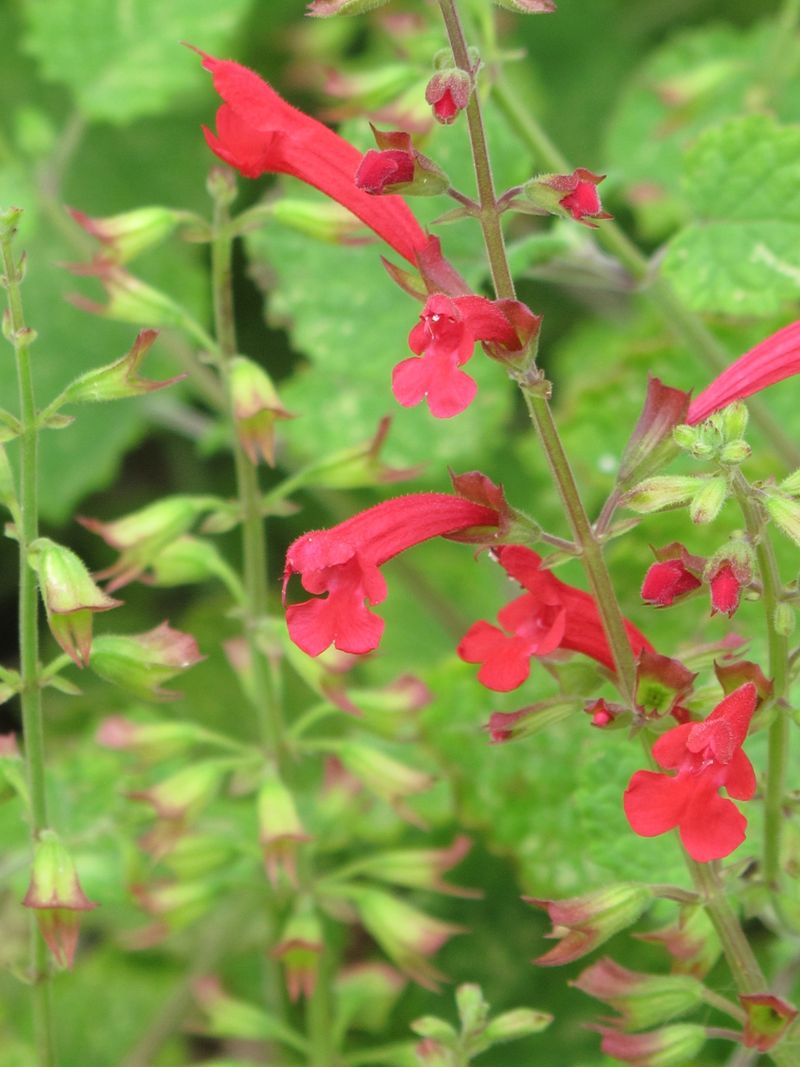 How Cedar Sage Helps Make The Bed Less Appealing