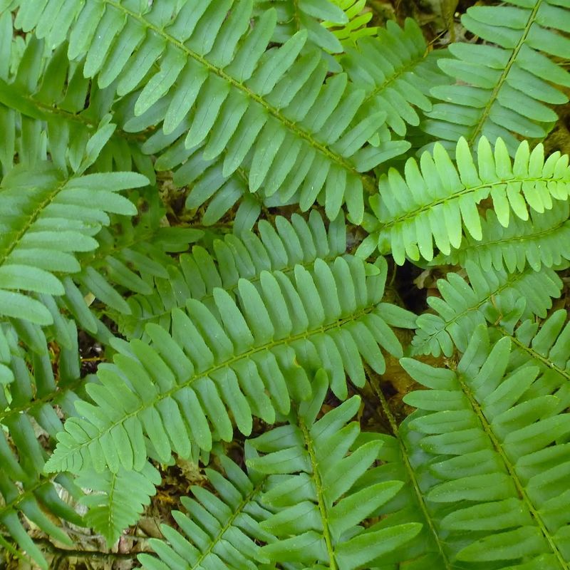 How Christmas Fern Helps How Christmas Fern Helps