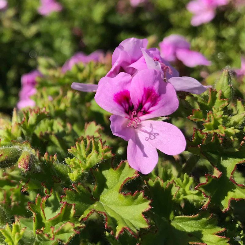 How Citronella-Scented Geranium Helps