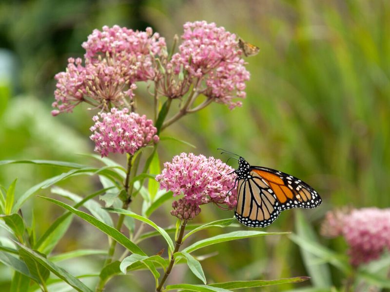 How Common Milkweed Supports Monarch Butterflies How Common Milkweed Supports Monarch Butterflies