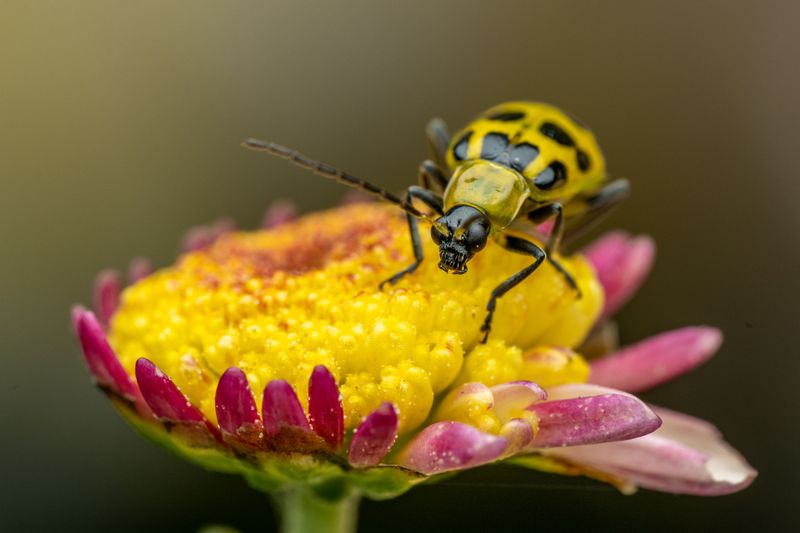 How Cucumber Beetles Spread The Disease