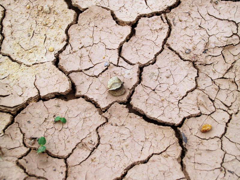 How Dry Soil Disrupts Fall And Winter Blooms How Dry Soil Disrupts Fall And Winter Blooms