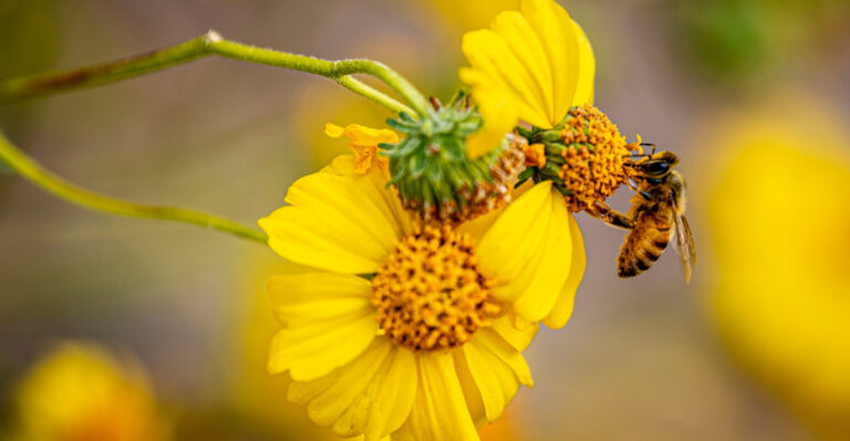 How Extreme July Heat Affects Arizona Pollinators And What Gardeners Can Do