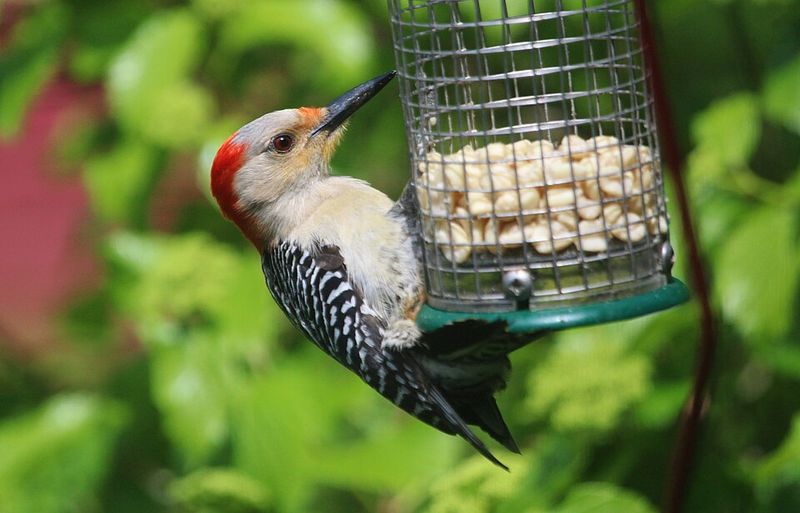How Food Availability Draws Them To Your Property