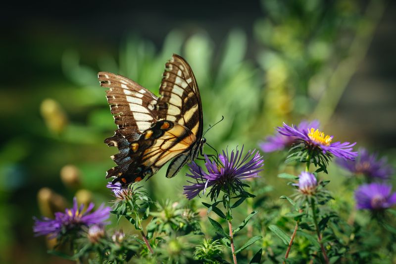 How Garden Plants And Habitat Attract Them