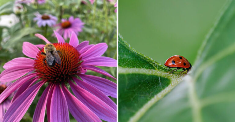 How Georgia Gardeners Bring In The Good Bugs That Protect Their Plants