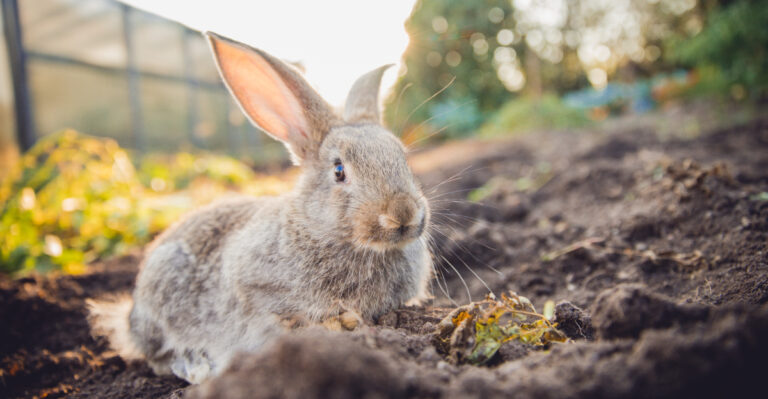 Rabbit (featured image)