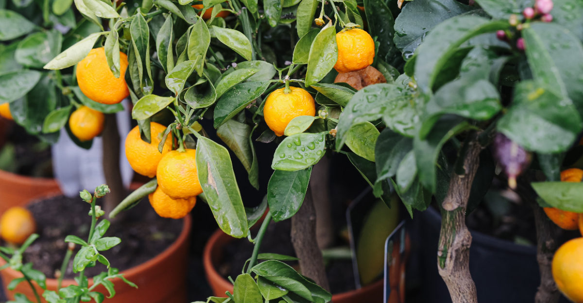 citrus tree (featured image)