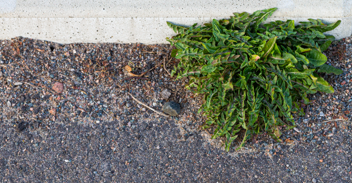 Gravel Driveway (featured image)