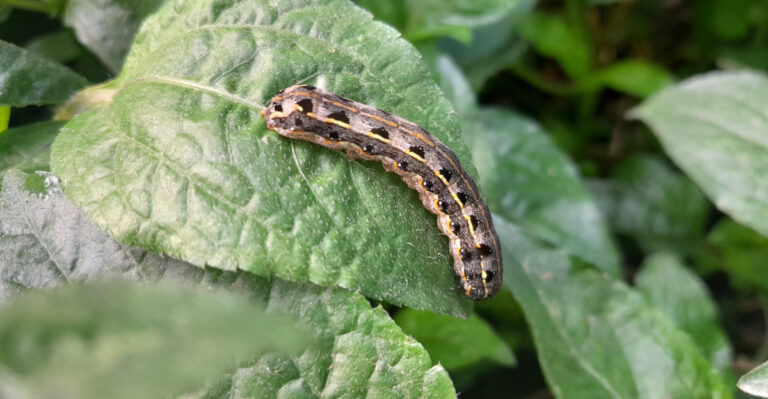 How Georgia Homeowners Can Spot Armyworms Before They Take Over The Lawn