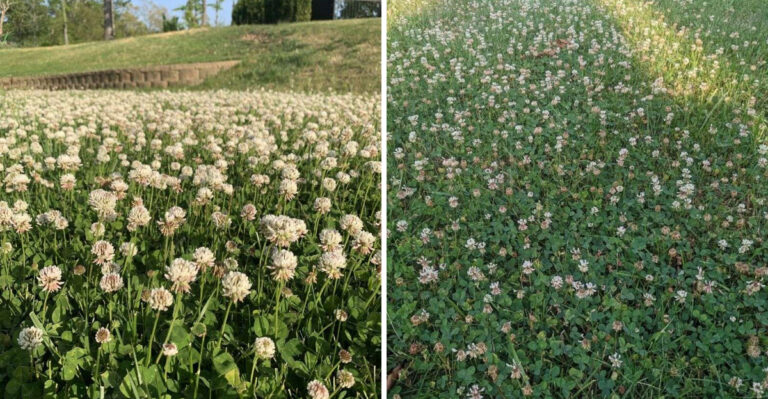 How Georgia Homeowners Can Stop Clover From Taking Over The Lawn This Summer