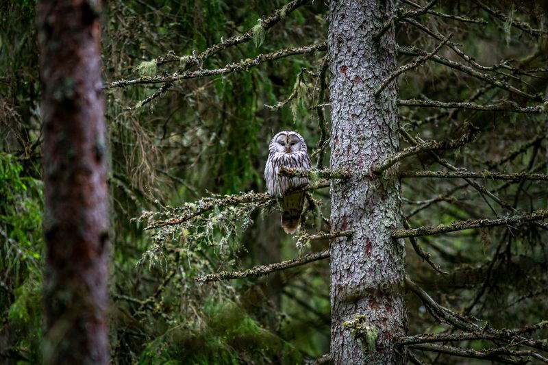 How Habitat And Tree Cover Attract Owls To Your Yard