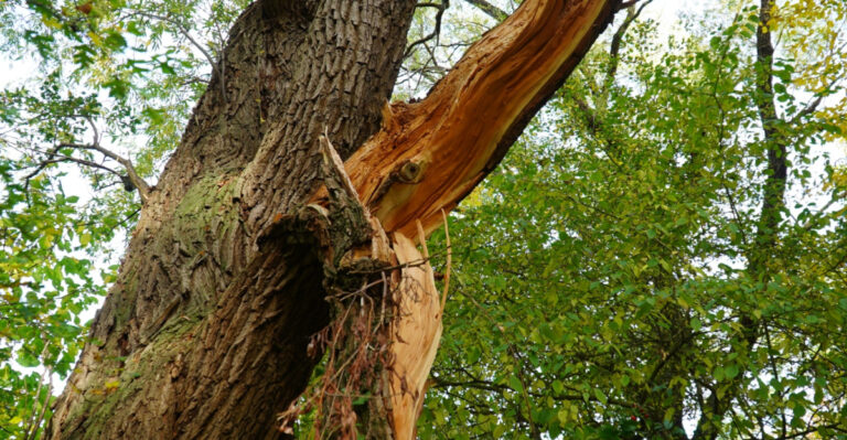 How Illinois Homeowners Know When A Storm-Damaged Tree Is Worth Saving