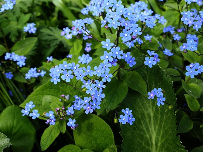 How It Compares To Hostas And Impatiens
