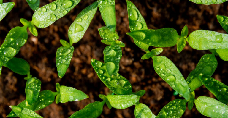 How Kentucky Gardeners Can Reduce Summer Planting Stress On Seedlings