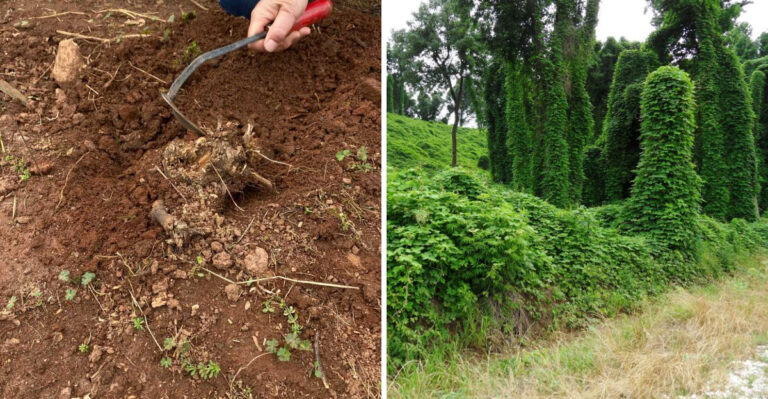 How Kudzu Spreads Into Georgia Yards And Why It’s So Hard To Stop