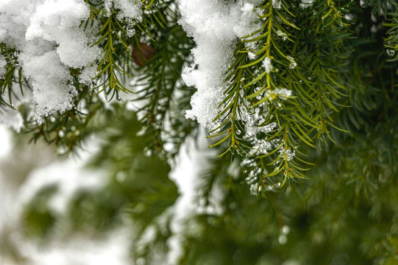 How Late Pruning Increases Winter Damage Risk How Late Pruning Increases Winter Damage Risk