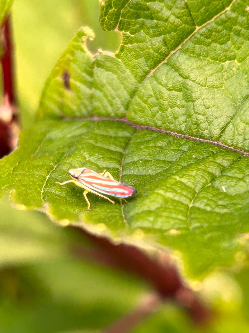 How Leafhoppers Spread The Infection