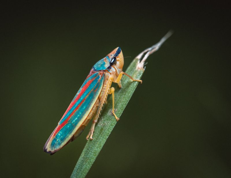 How Leafhoppers Spread This Problem Between Plants