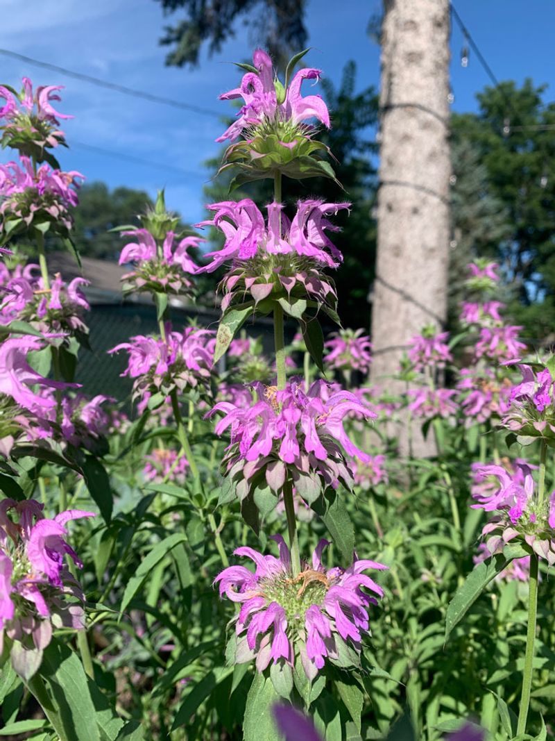 How Lemon Beebalm May Help