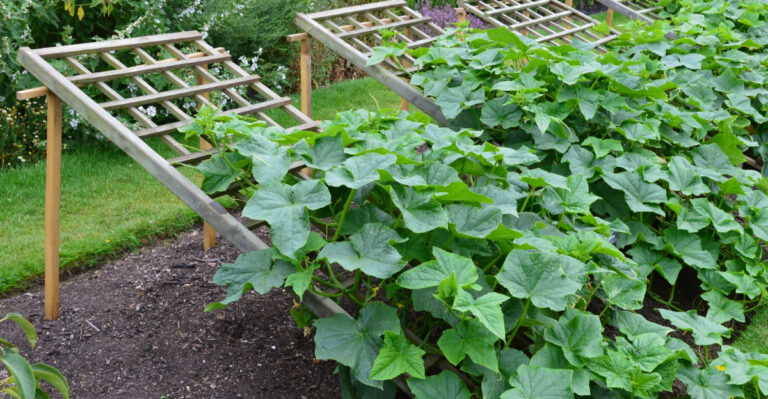How Long A Cucumber Plant Lasts In Alabama, And 4 Signs It’s Time To Replace It
