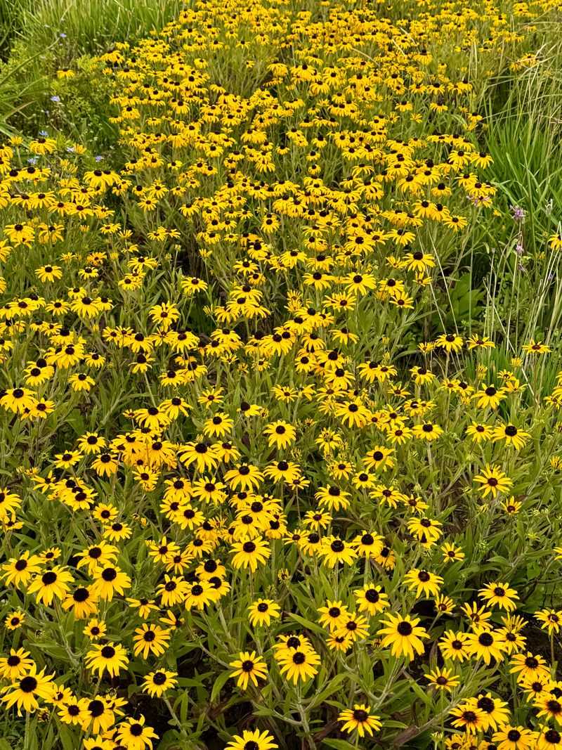 How Long Black-Eyed Susan Blooms Through The Season How Long Black-Eyed Susan Blooms Through The Season