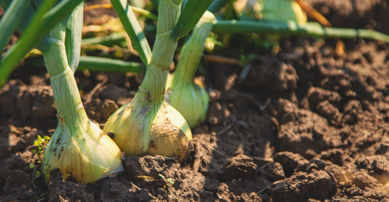 How Long Does It Take To Grow Onions From Planting To Harvest In Louisiana